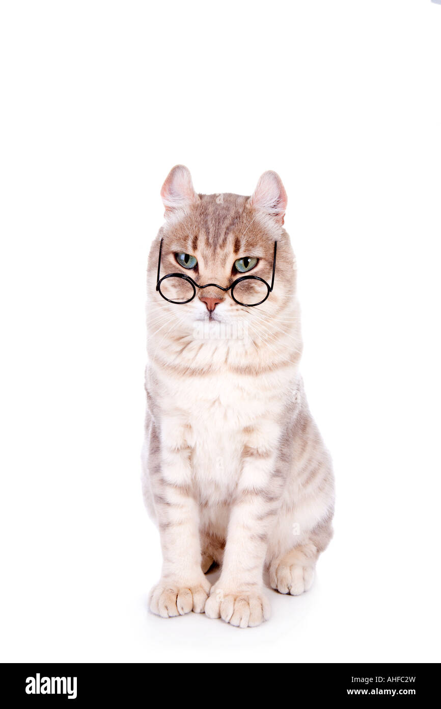 Smart cat in glasses isolated on white background Stock Photo