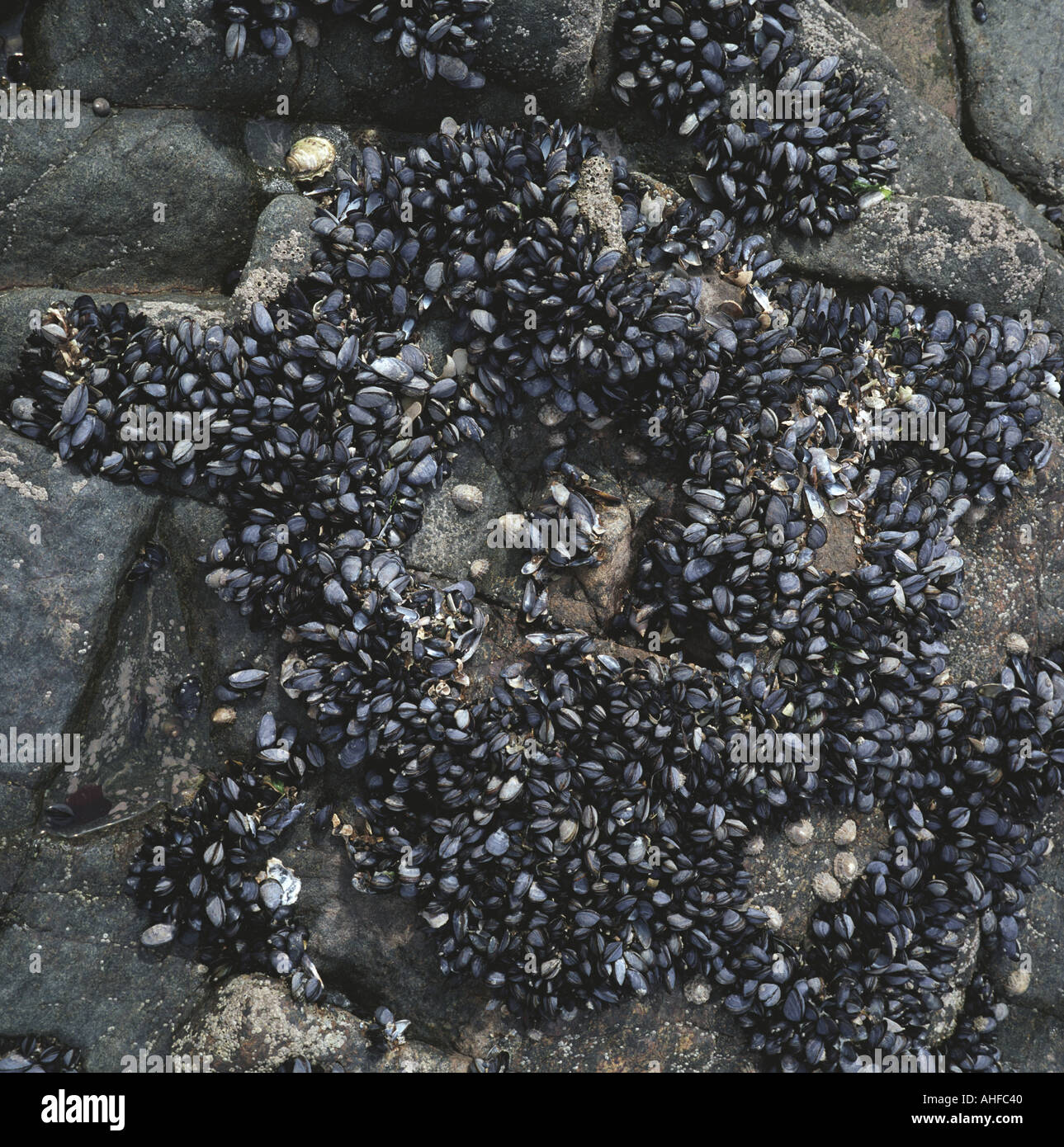 Mussels growing on rocks Binic Brittany France at low tide Stock Photo