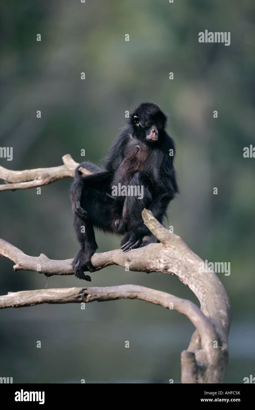 Black faced spider monkey Ateles chamek Brazil Stock Photo