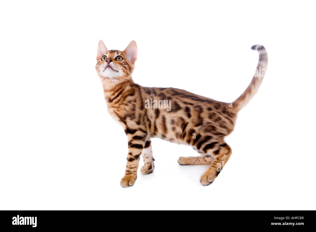 Bengal kitten standing looking up isolated on white Stock Photo
