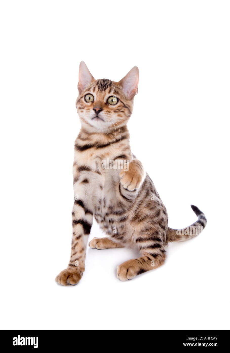 Bengal kitten sitting with paw up isolated on white Stock Photo