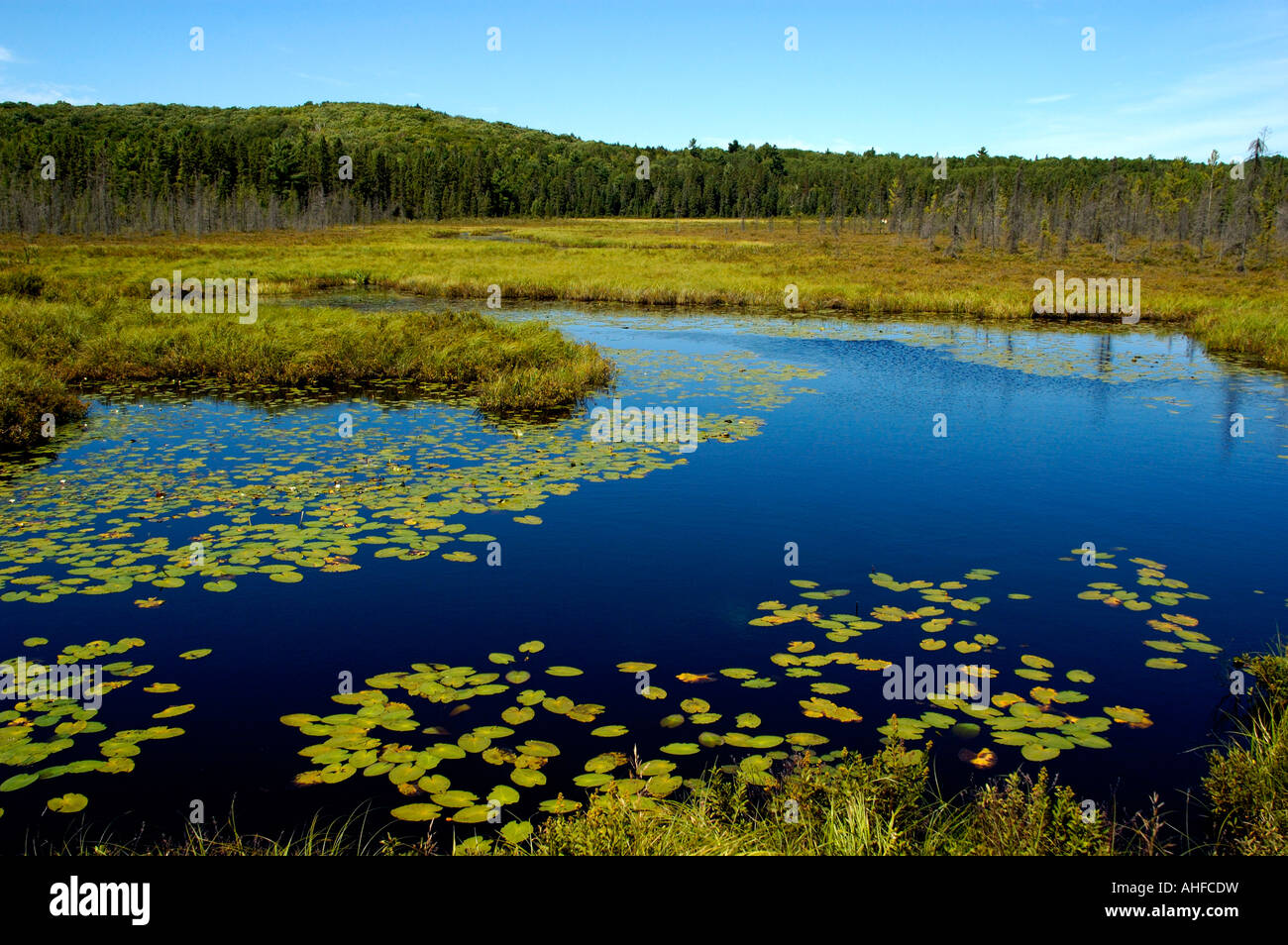 Water lilies along Spruce Bog Trail Algonquin Provincial Park Ontario