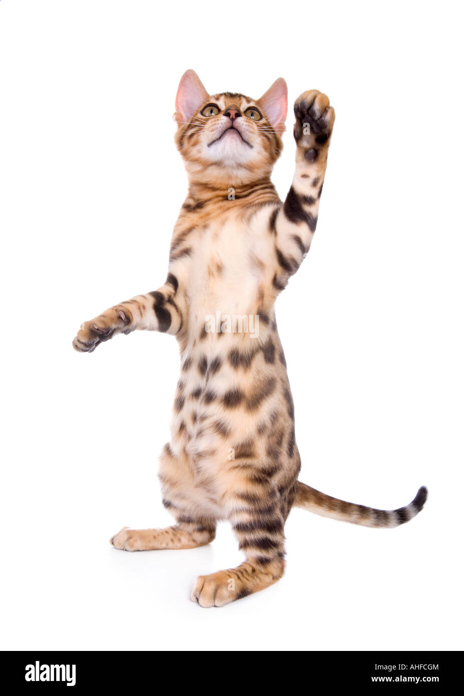 Bengal kitten up in hind legs with paw in air isolated on white Stock Photo