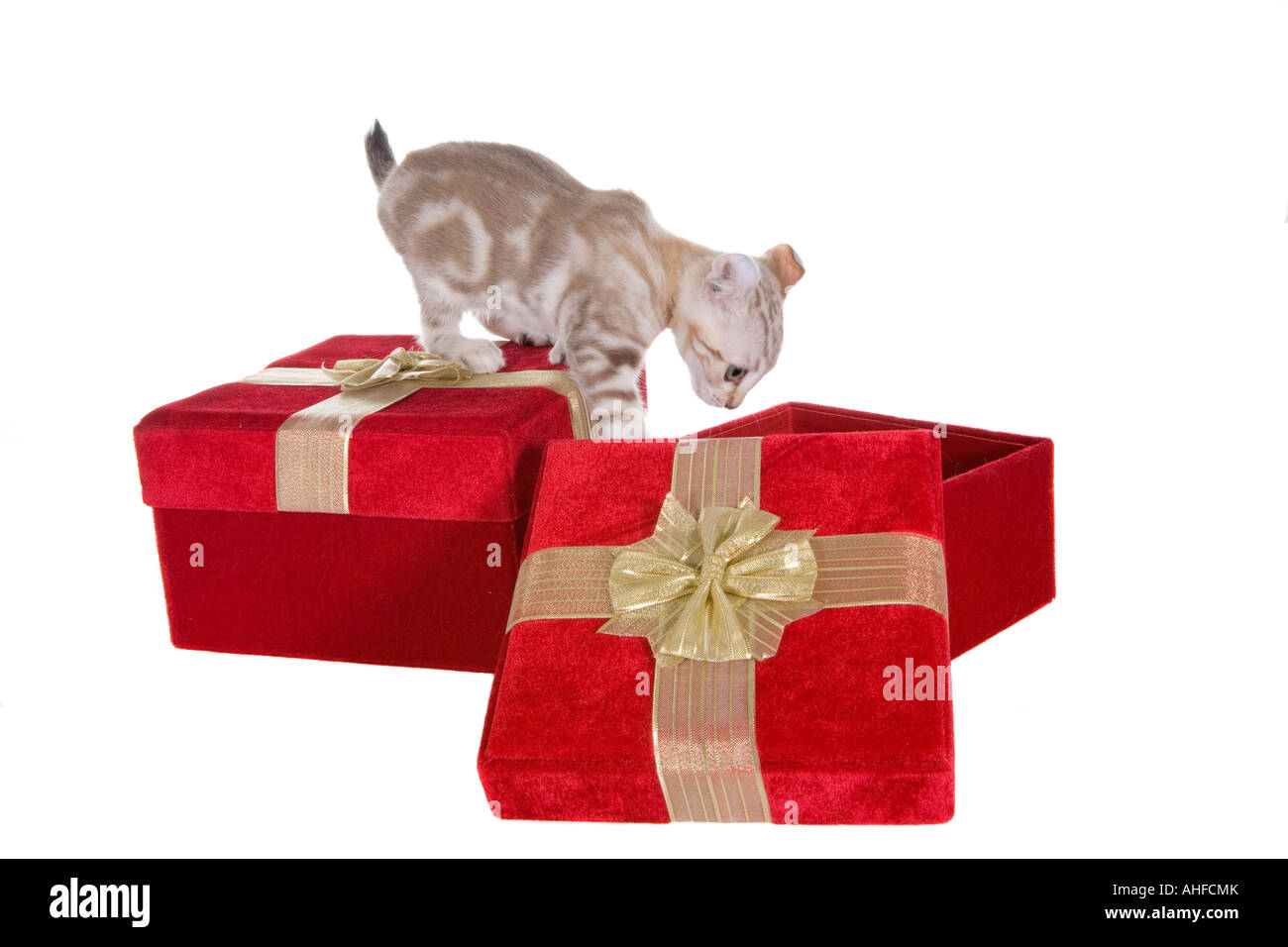 Highlander kitten in Christmas red velvet gift box isolated on white background Stock Photo