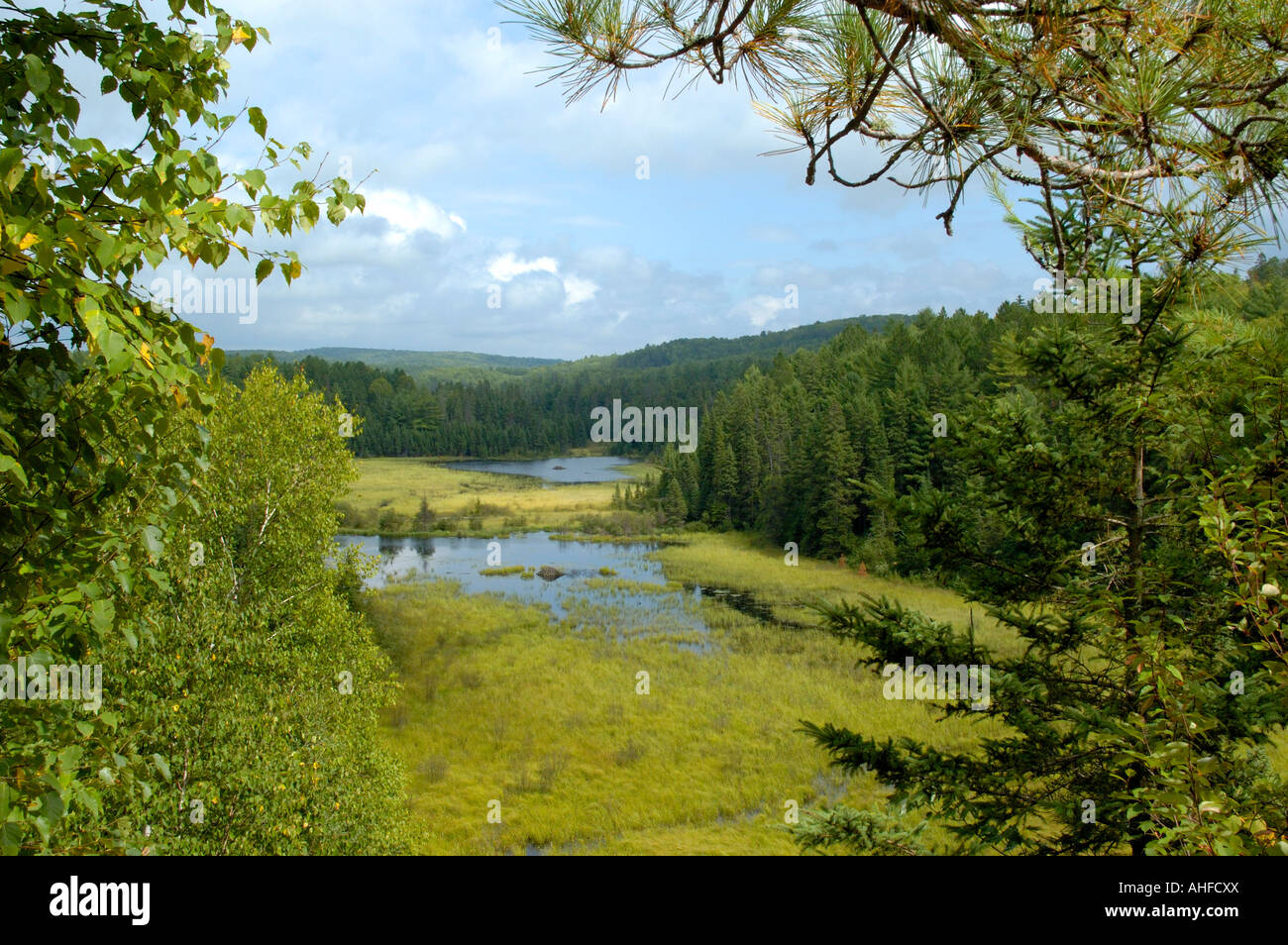 Scenic view with beaver lodges Algonquin Provincial Park Ontario Canada Stock Photo
