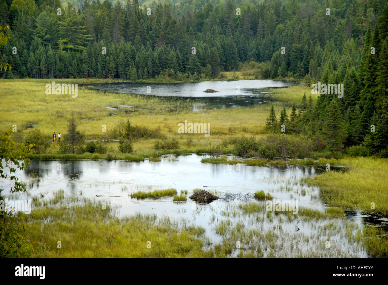 Beaver lodges Beaver Pond Trail Algonquin Provincial Park Ontario Canada Stock Photo