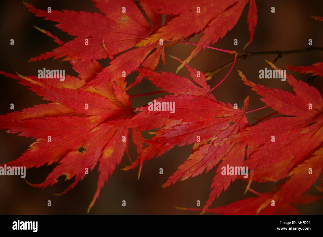 Foliage maple hi-res stock photography and images - Alamy