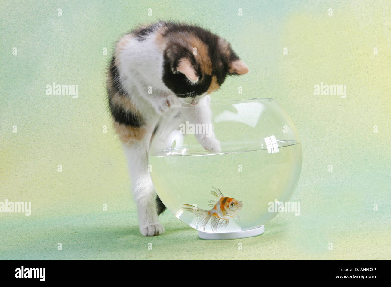 kitten fishing in fish bowl Stock Photo Alamy