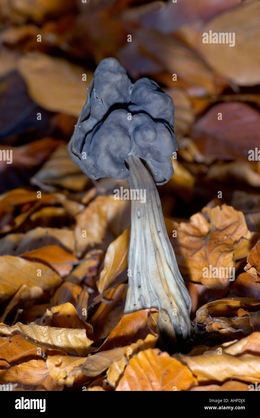 fungus known as elfin's saddle, helvella lacunosa, among leaf litter, cairngorms national park, highlands, scotland Stock Photo