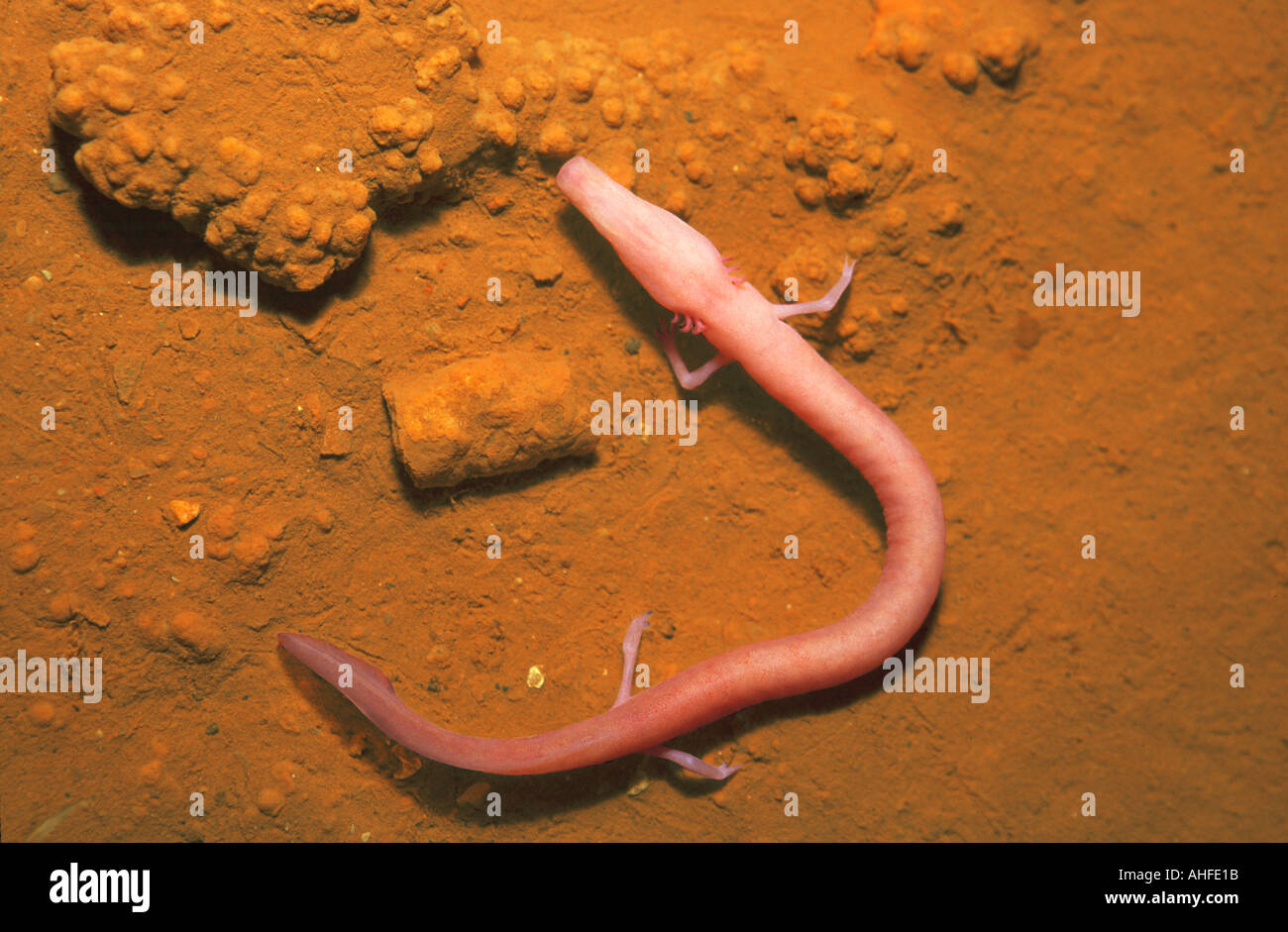 Хвостатые амфибии протеи. Протеи хвостатые земноводные. Пещерная саламандра протей. Пещерная саламандра протей. Пещерная саламандра протей.
