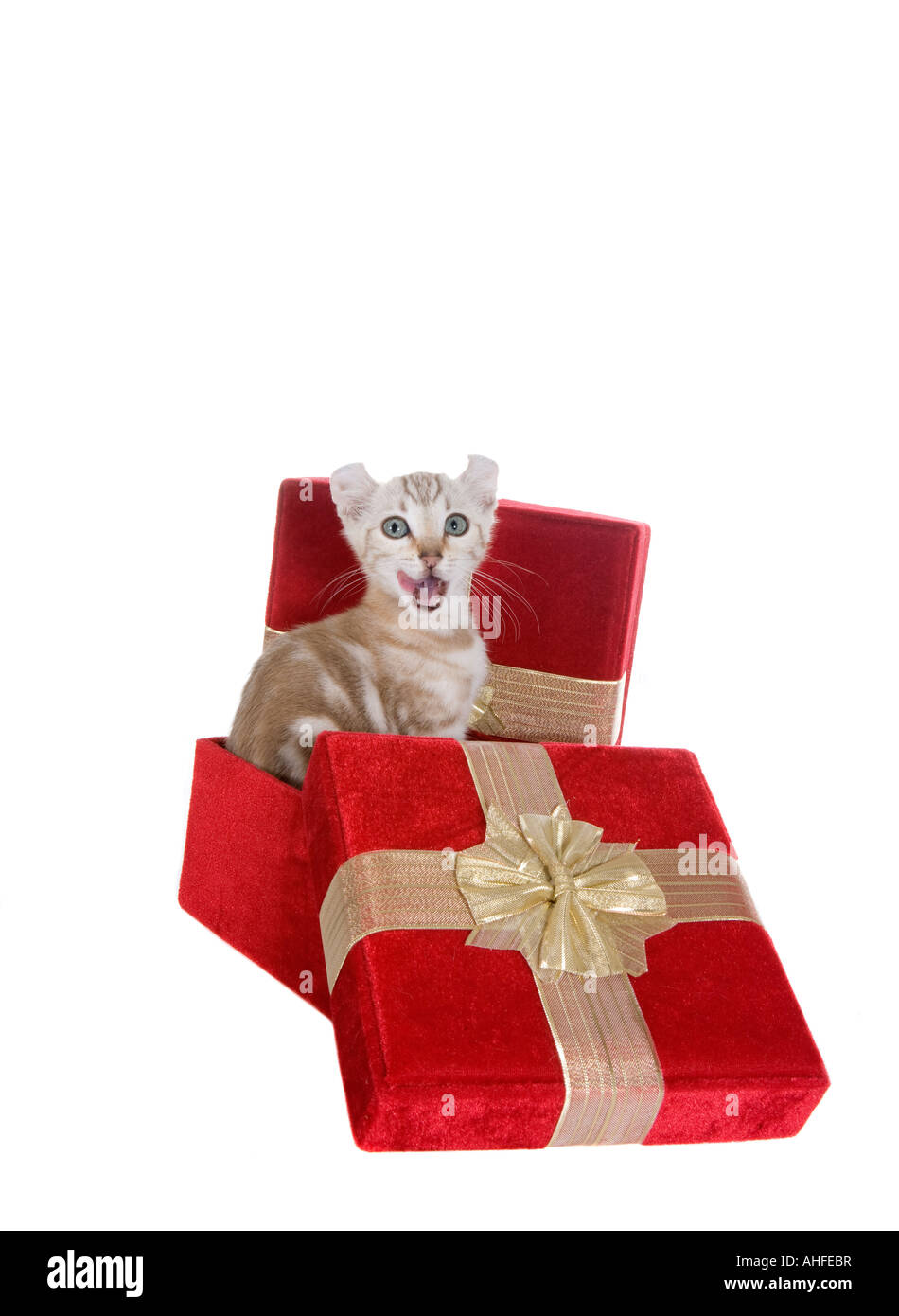 Highlander kitten in Christmas red velvet gift box isolated on white background Stock Photo