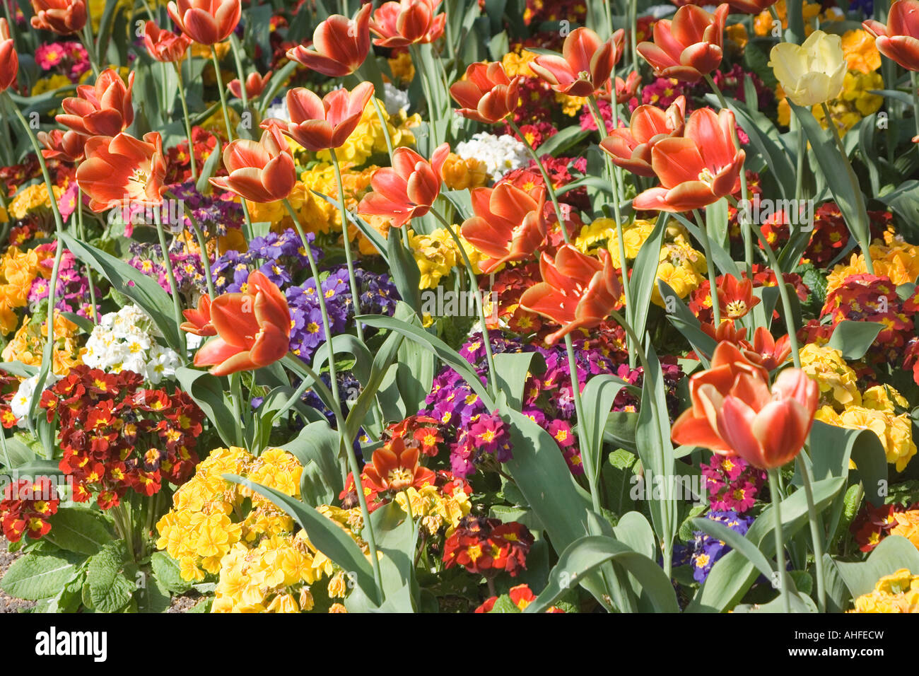 Mixed bed of red tulips and primulas in Castle grounds, Guildford Surrey Stock Photo