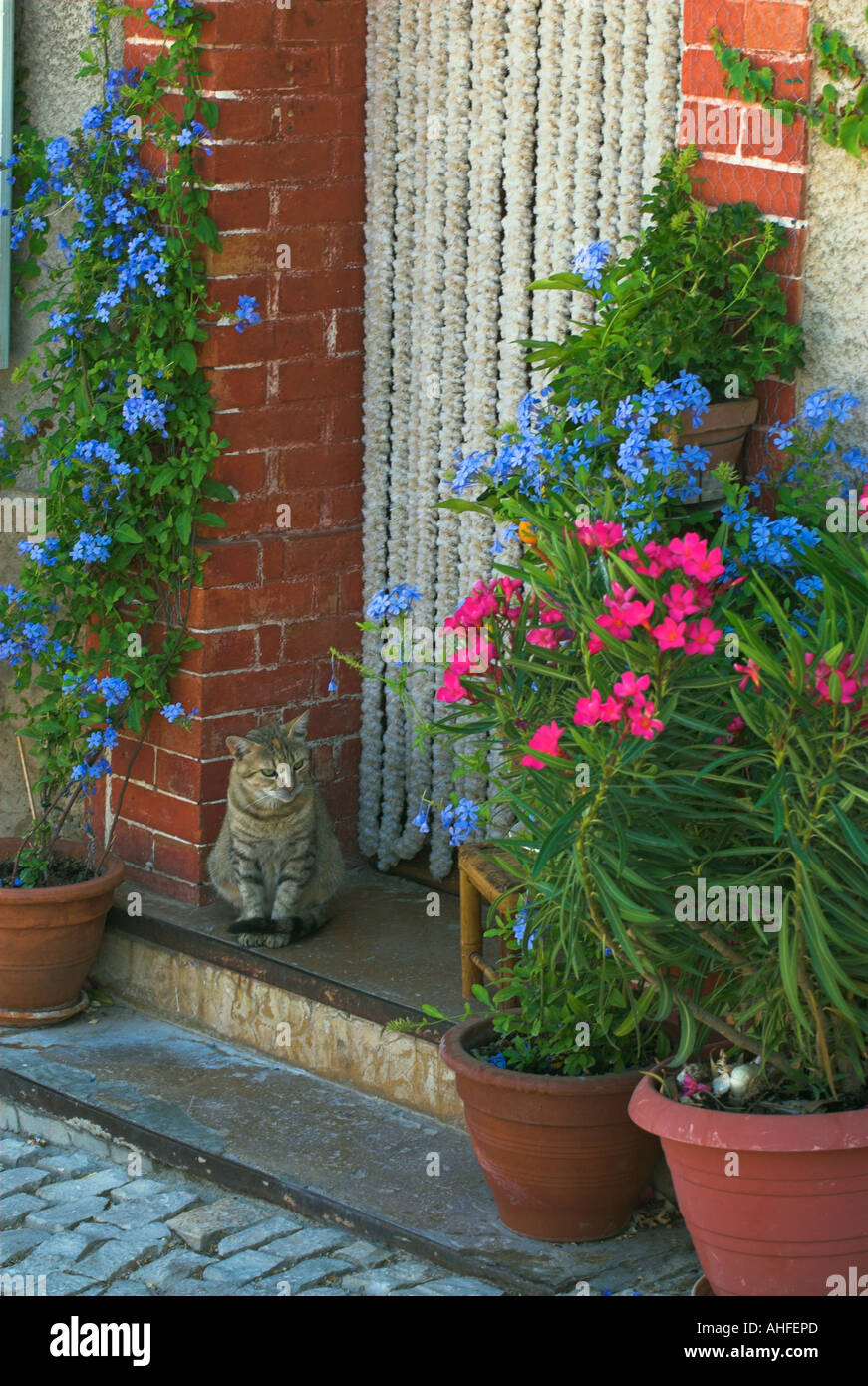 Cat on Doorstep in Provence Stock Photo Alamy