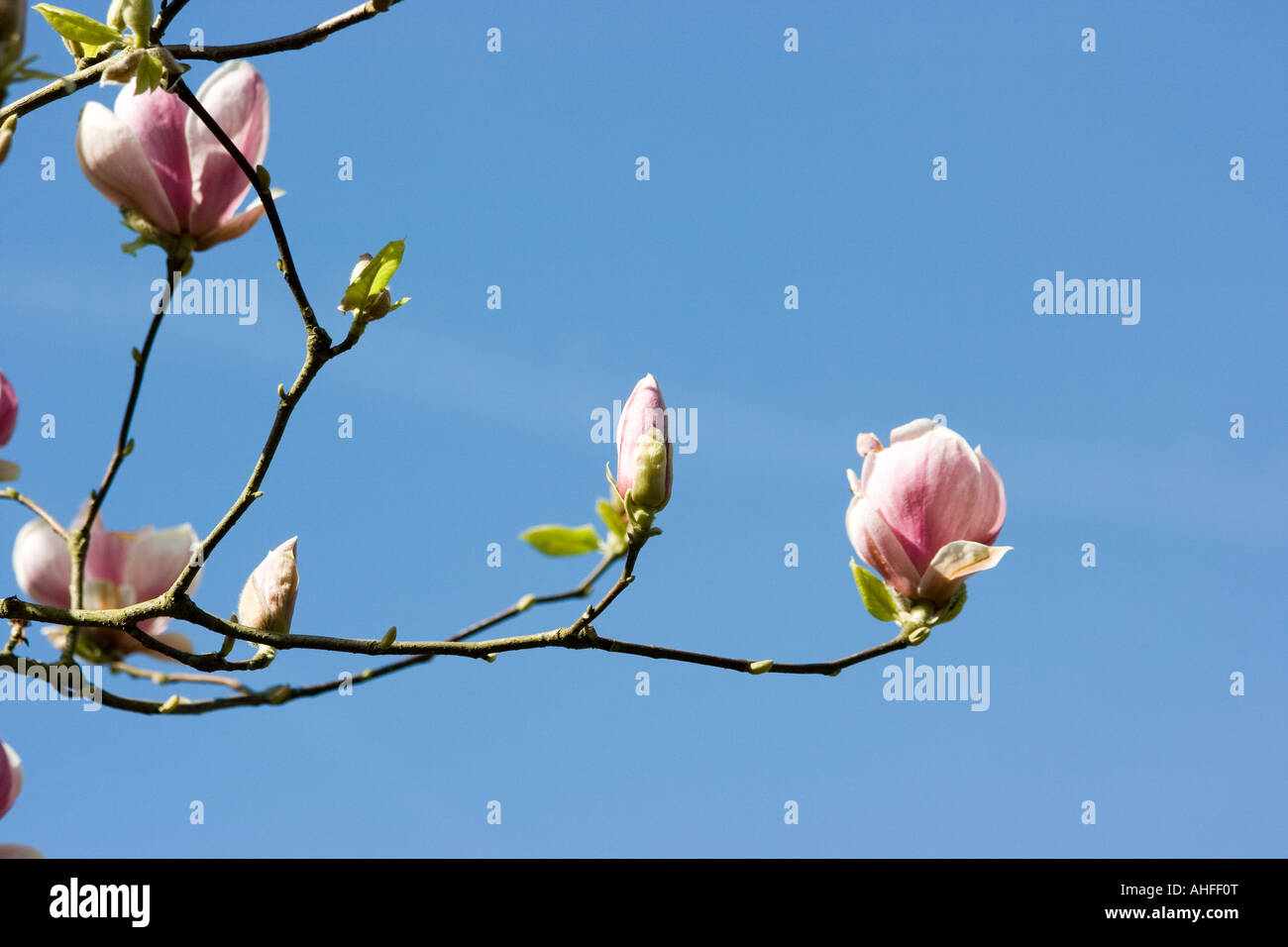 Pink magnolia blossom against blue sky Stock Photo - Alamy