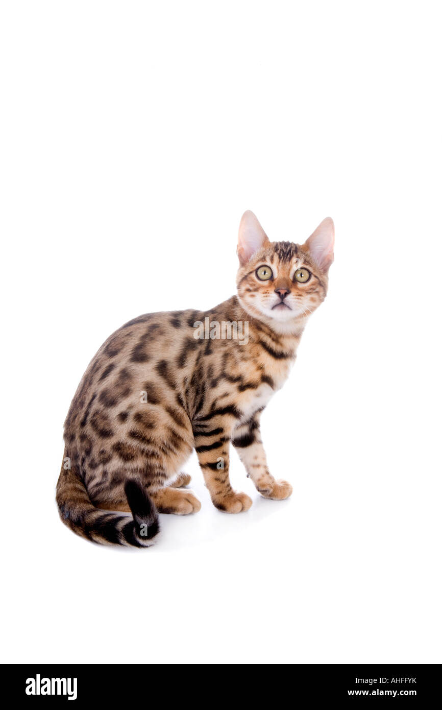 Bengal kitten sitting looking at camera isolated on white Stock Photo