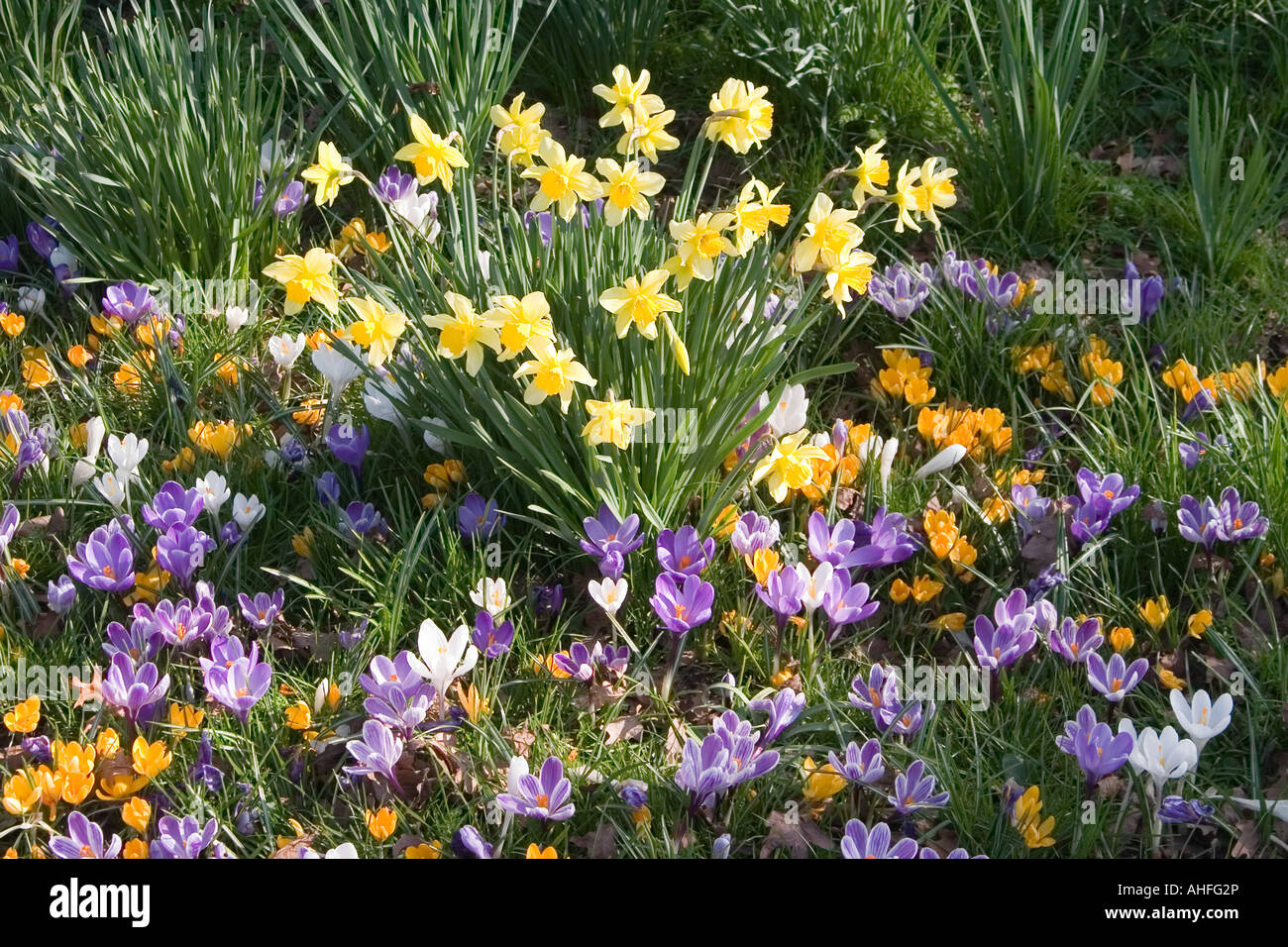 Daffodils Crocuses High Resolution Stock Photography and Images - Alamy