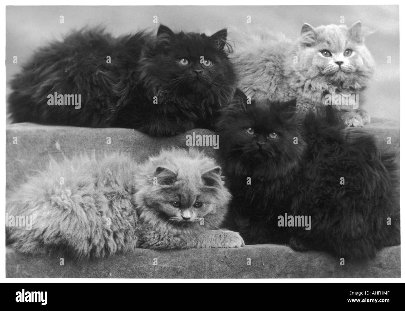 Persian cats historical Black and White Stock Photos & Images Alamy