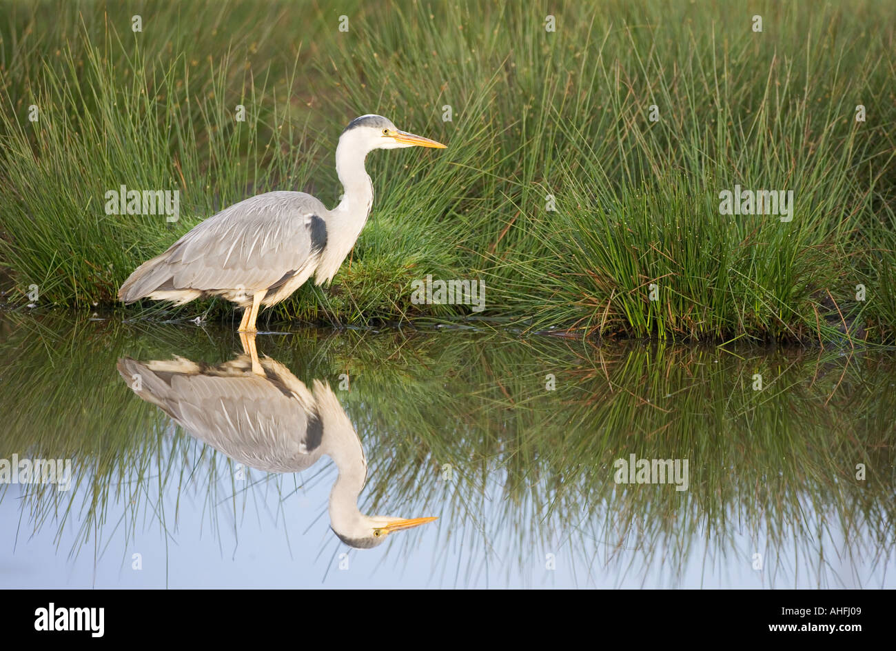 Heron Ardea cinerea Stock Photo