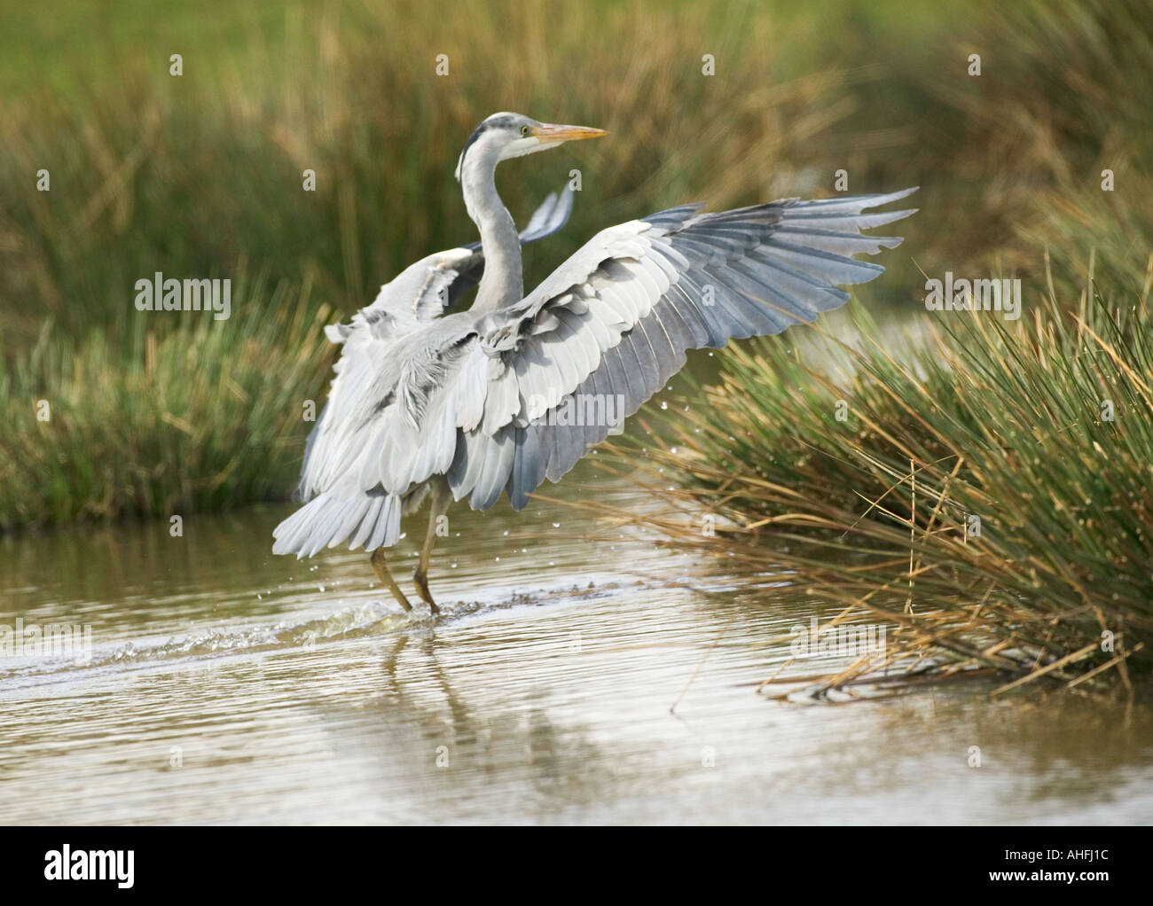Heron Ardea cinerea Stock Photo
