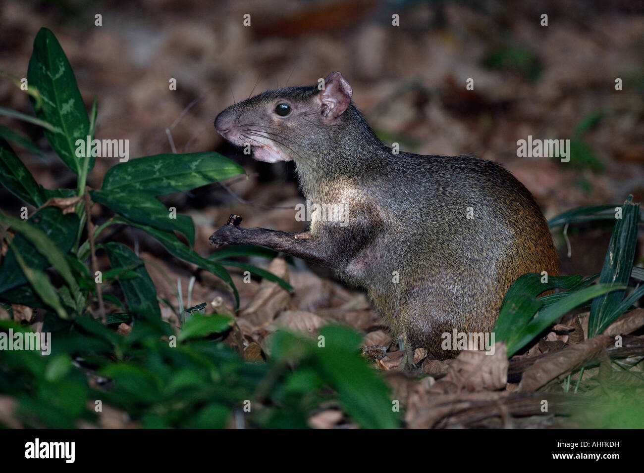 Brazilian agouti Dasyprocta leporina Brazil Stock Photo - Alamy