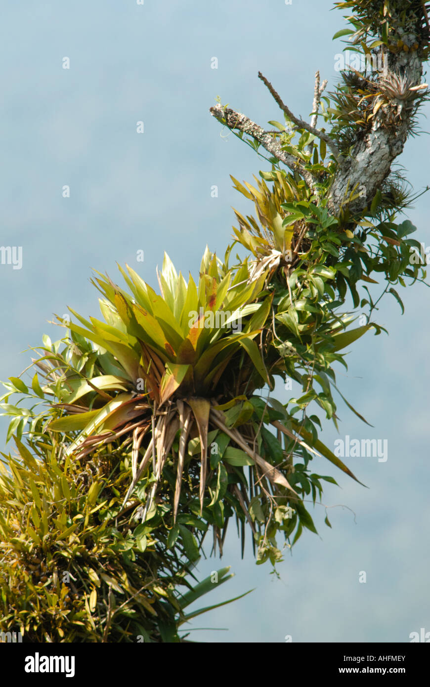 Bromeliads on a tree Stock Photo