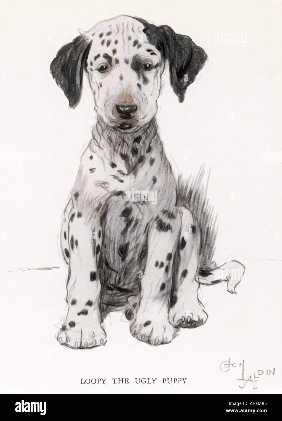 Dalmatian Puppy Aldin Stock Photo