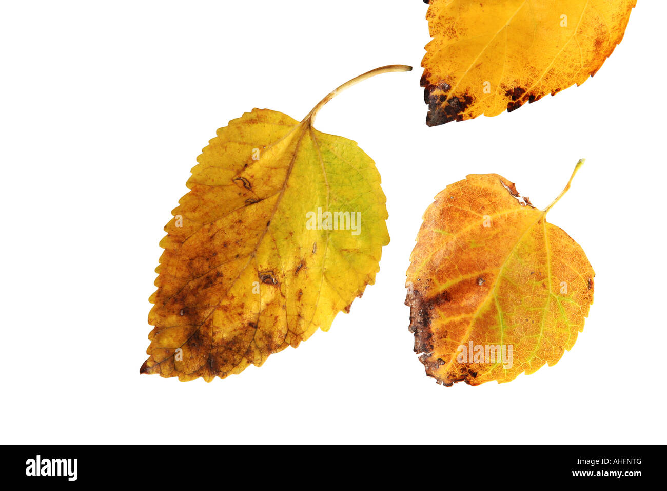 Yellow Leaves Drop Shoulder