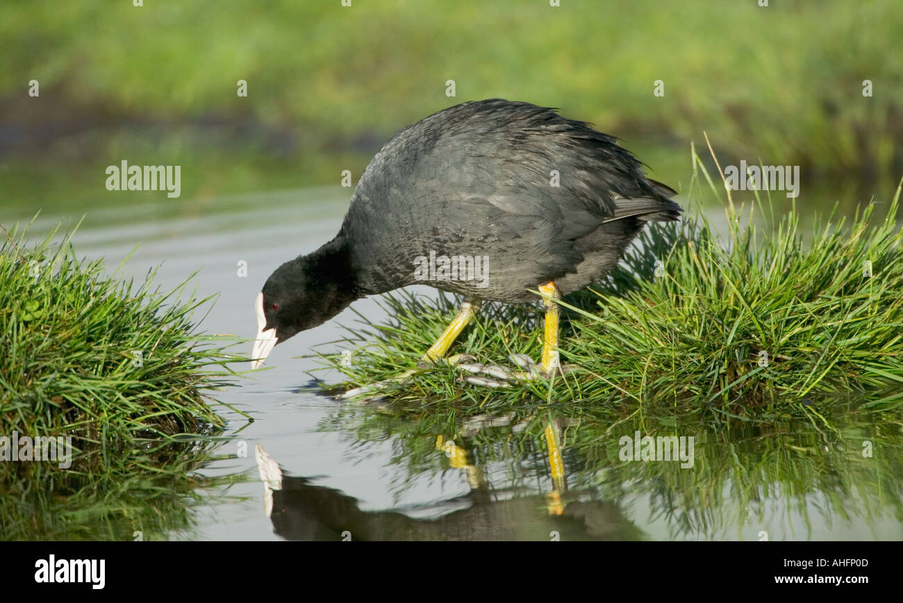 COOT Fulica atra Stock Photo