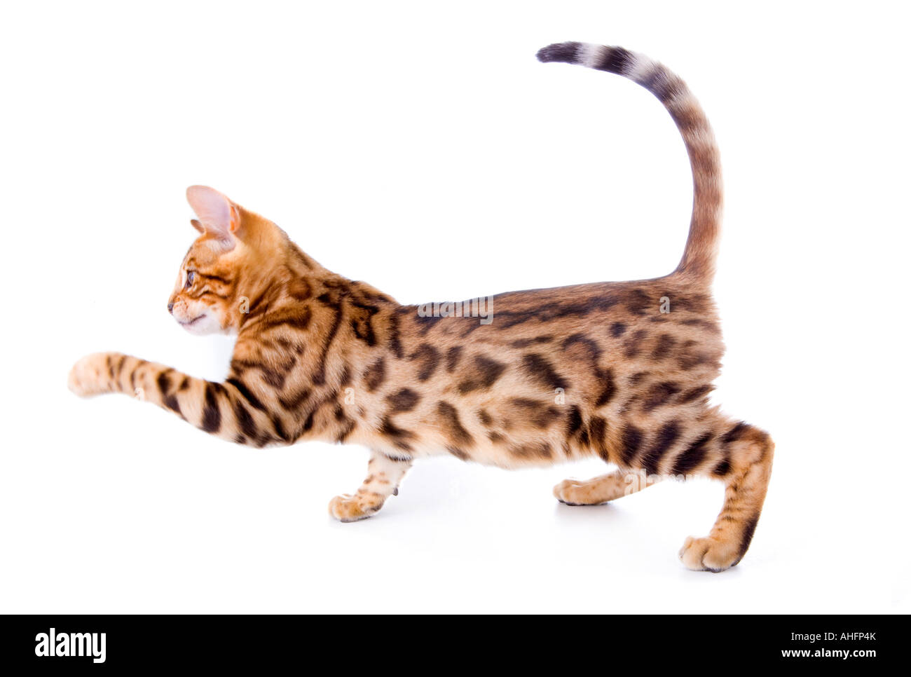 Bengal kitten side view with paw up isolated on white Stock Photo