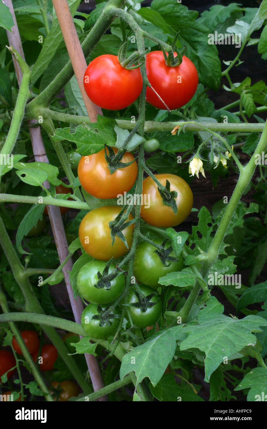 Truss of Tomatoes at various stages of ripeness growing in a greenhouse
