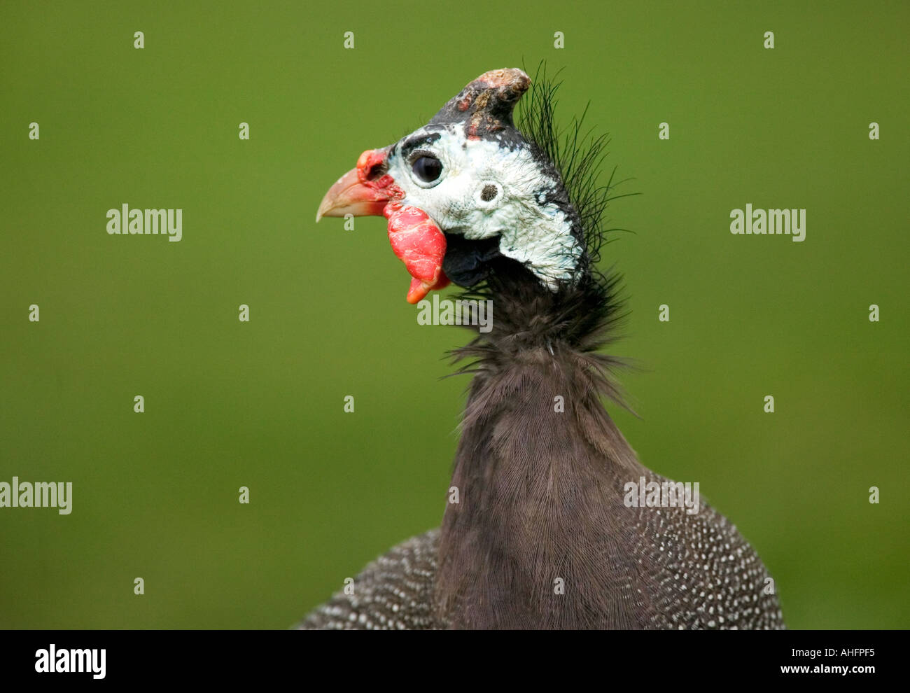 GUINEAFOWL Numida meleagirs Stock Photo