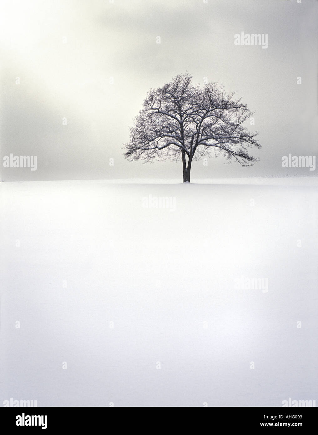 Lone Tree In Winter Snow Stock Photo Alamy