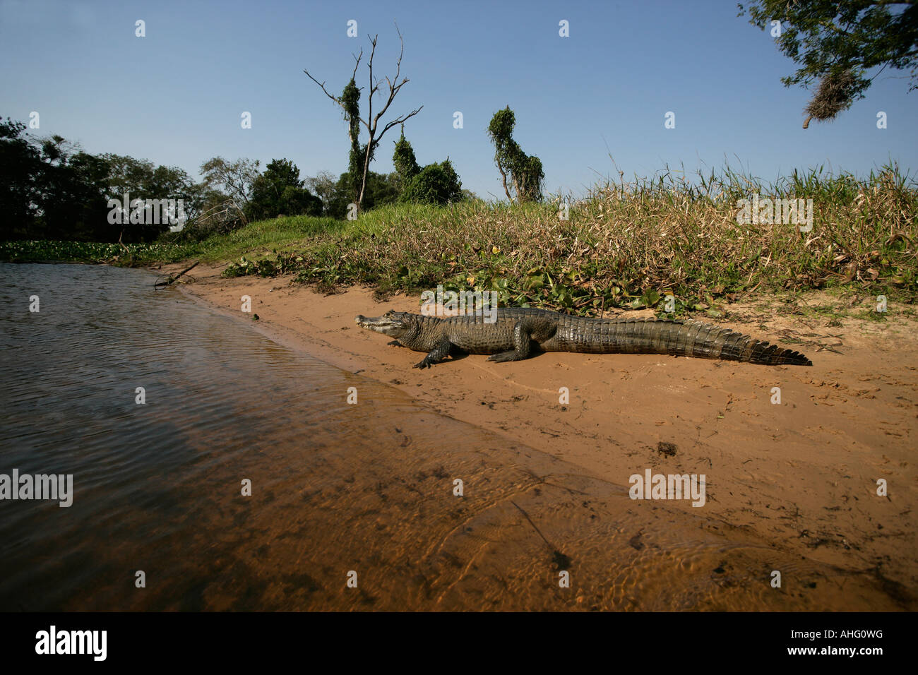 SPECTACLED CAIMAN Caiman crocodilus Stock Photo