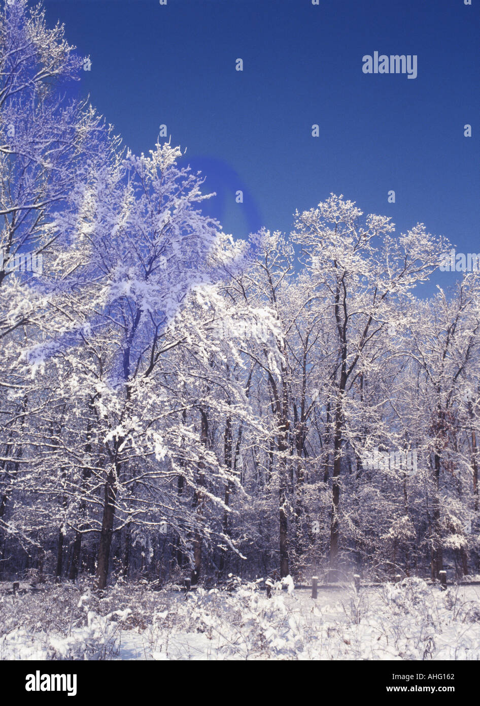 Trees And Bright Blue Sky In SnowyWinter Scene Stock Photo