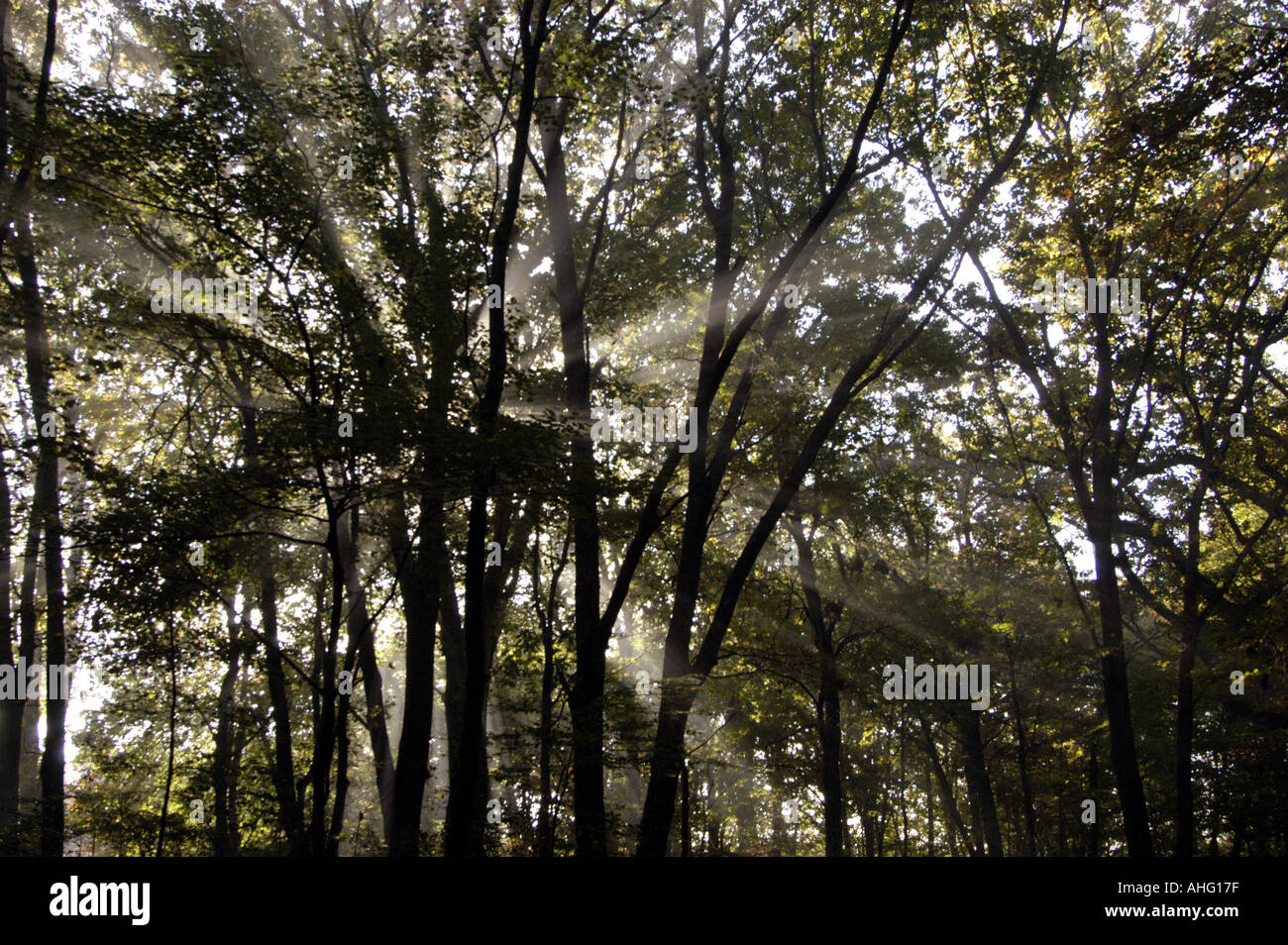 Beams sunbeams sunrays hi-res stock photography and images - Alamy