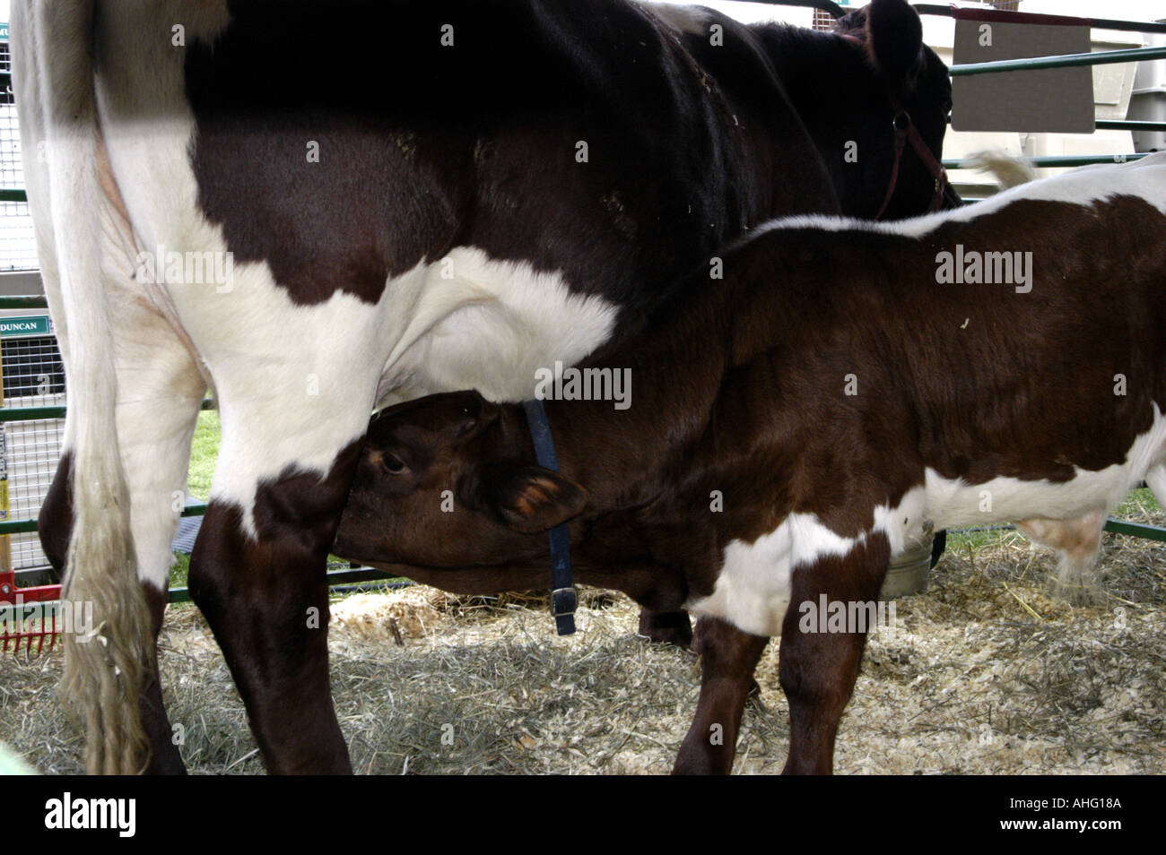 Holstein cow nursing her calf Stock Photo Alamy