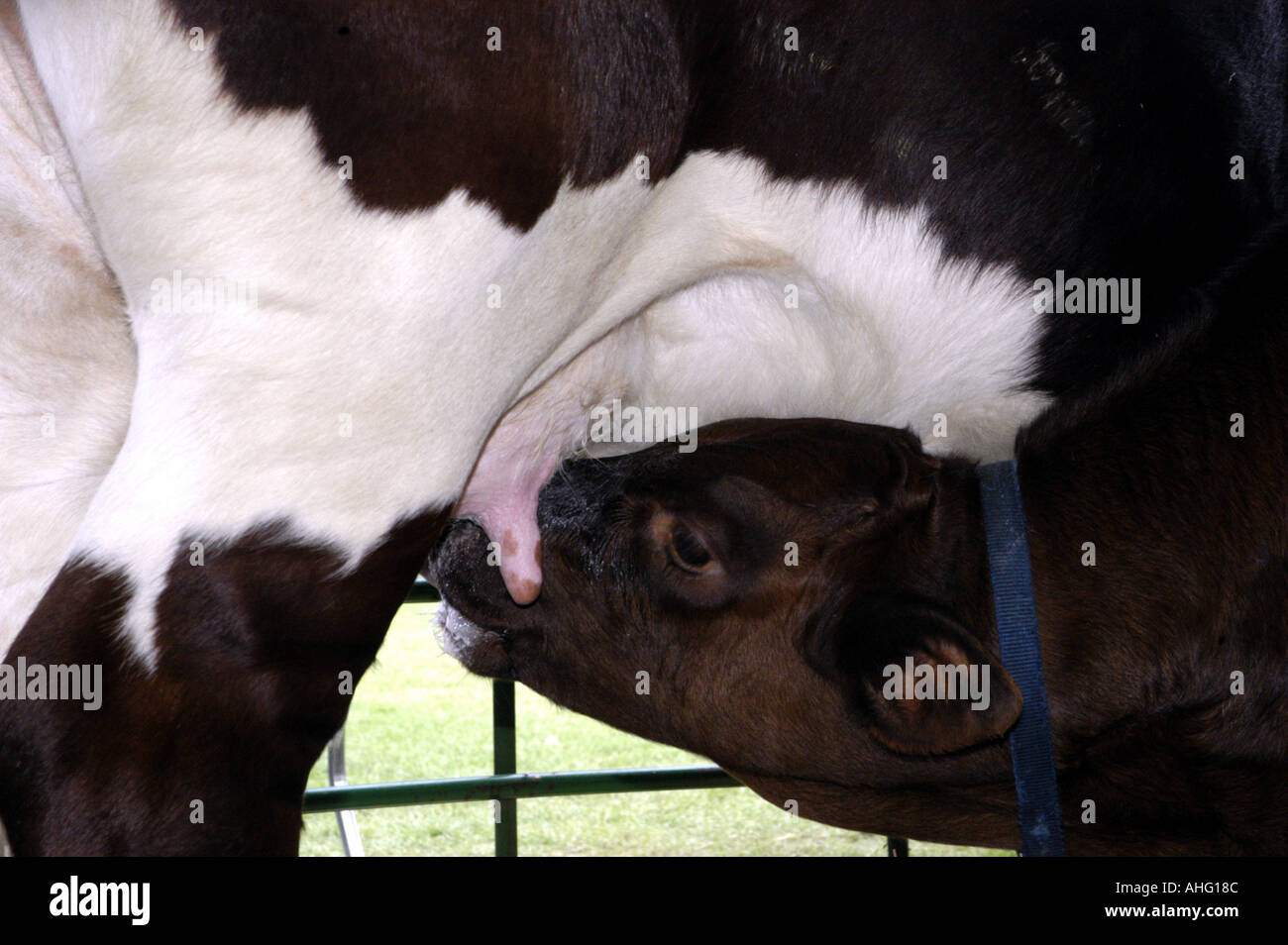 Holstein cow nursing her calf Stock Photo Alamy