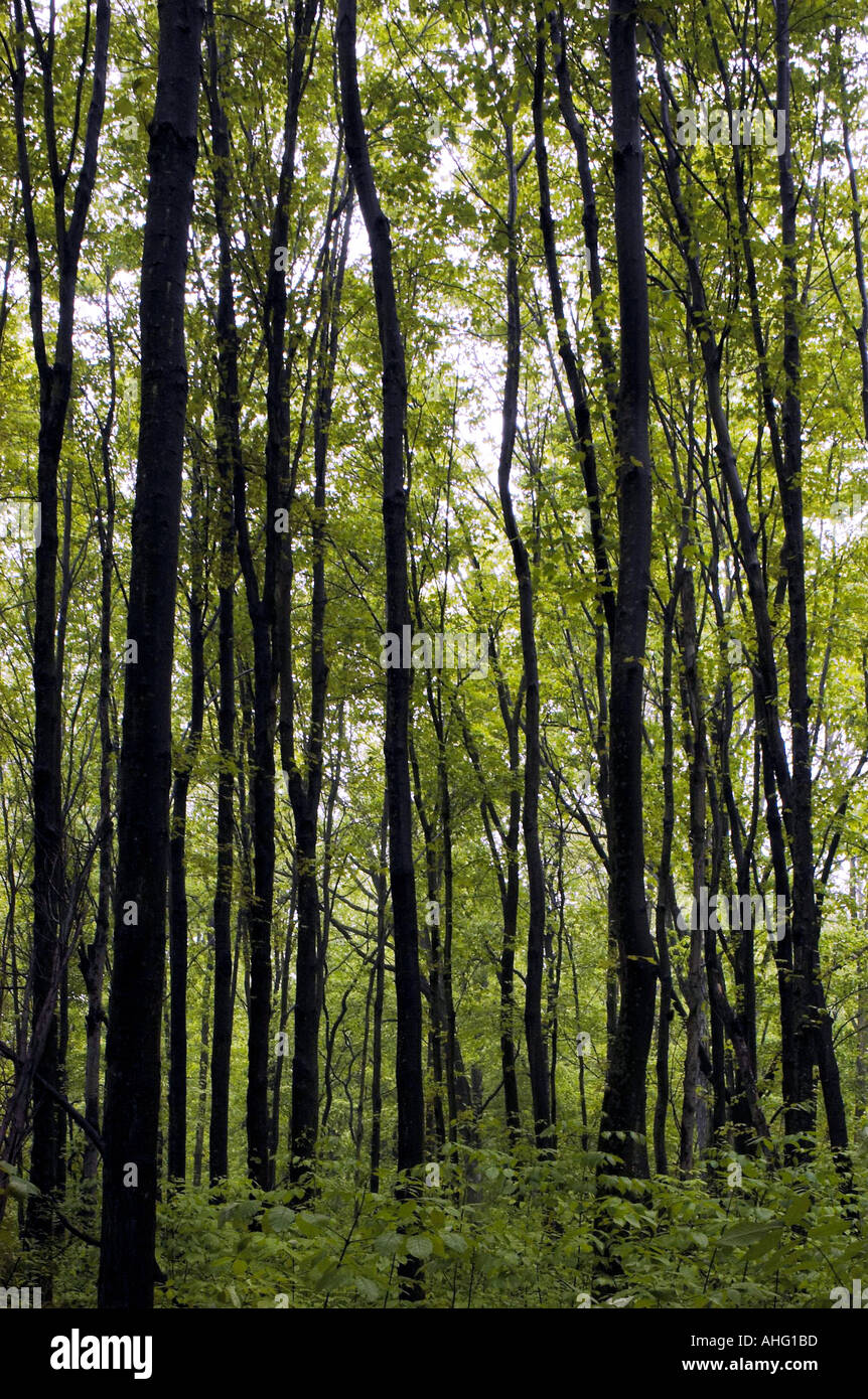 Tall thin trees in a forest stock photo 2671036 alamy