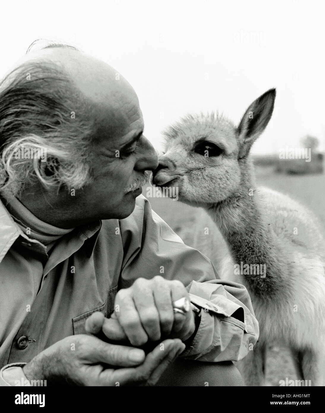 Peruvian conservationist Felipe Benavides (1917-1991) with infant Vicuna. Park of Legends,Lima Peru Stock Photo
