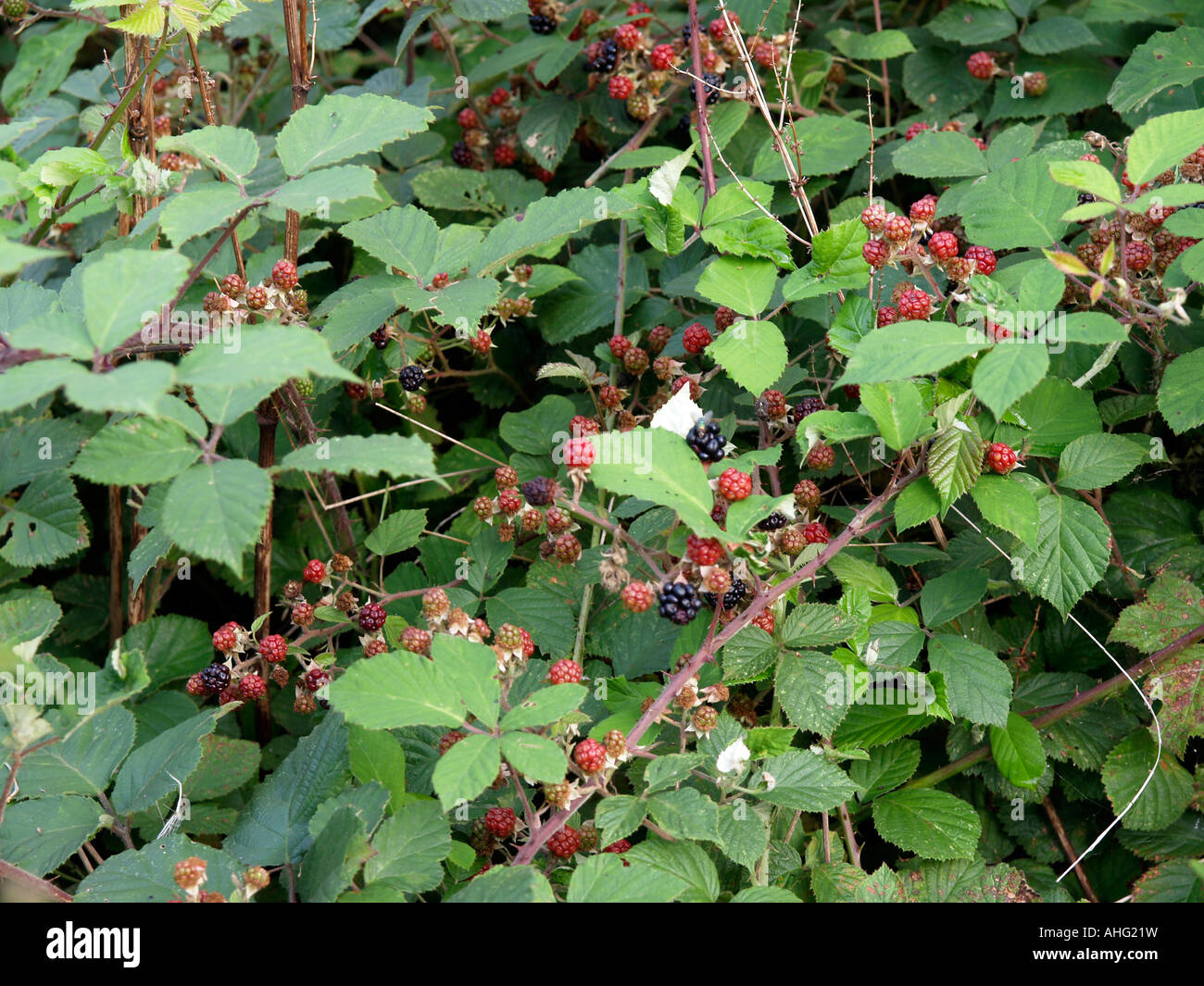 Blackberry bush hires stock photography and images Alamy