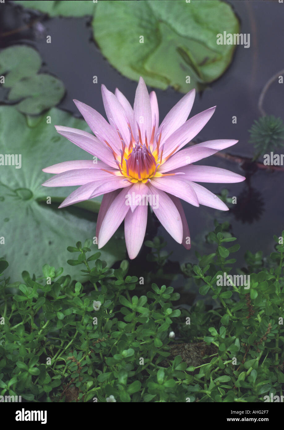Water Lily In Pond Stock Photo