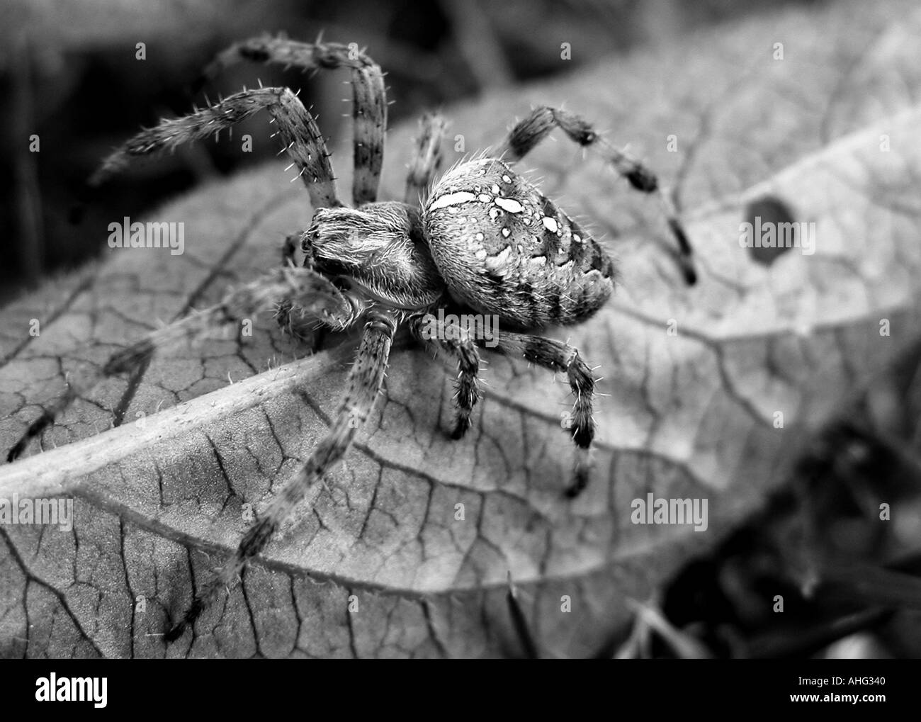 Spider Stock Photo