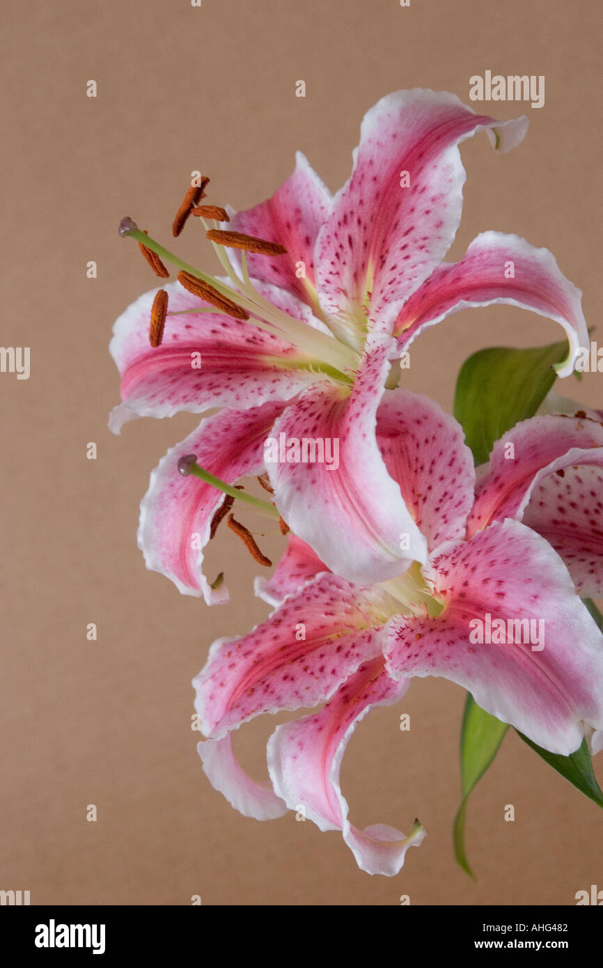 Pink Tiger Lily Flowers