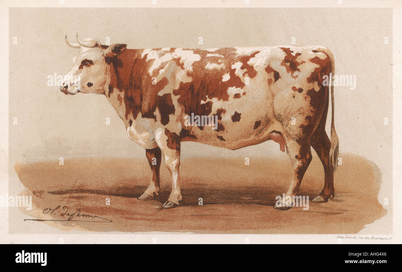 French Cow 1862 Stock Photo Alamy