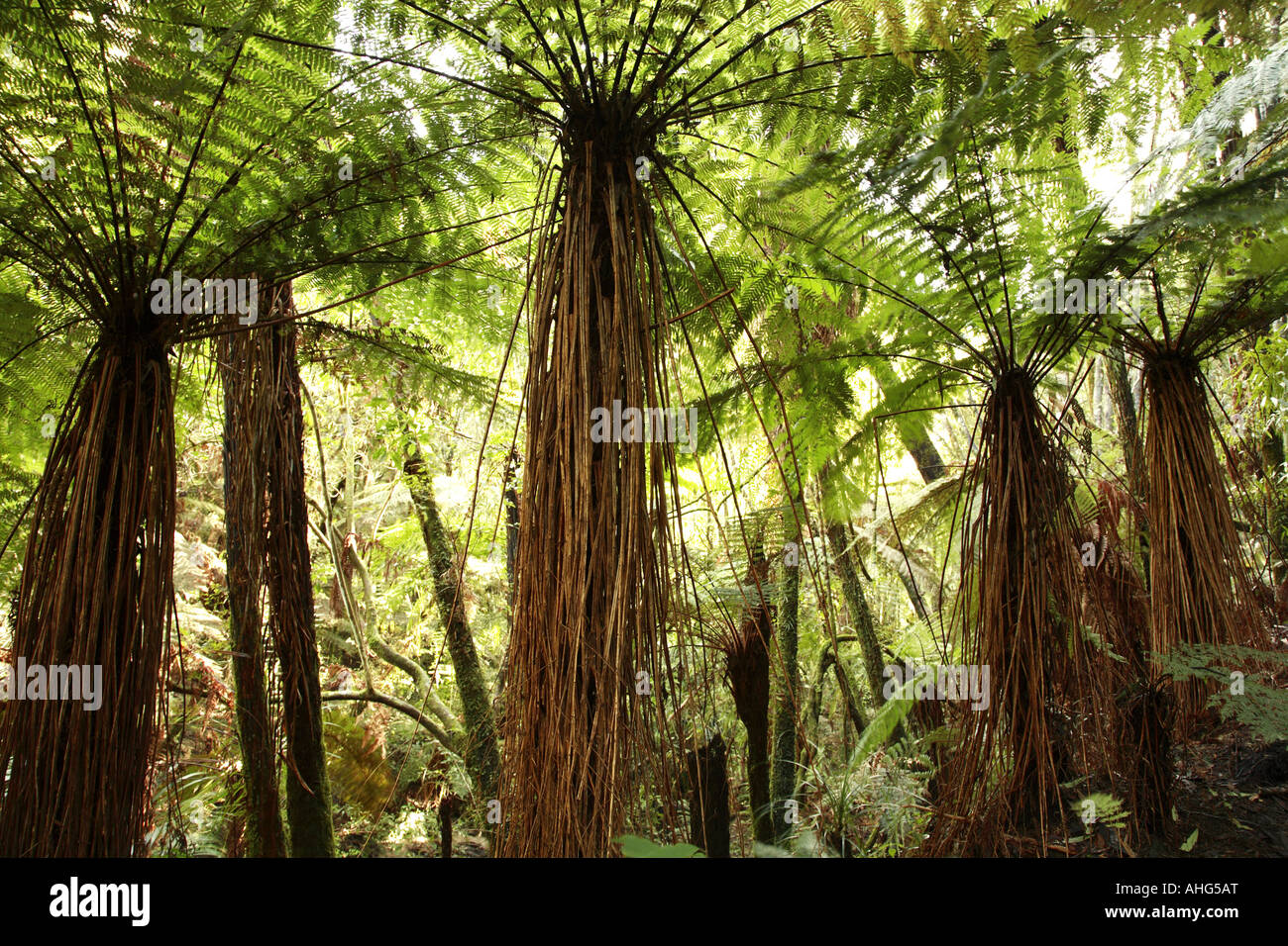 Tree ferns, New Zealand Stock Photo - Alamy