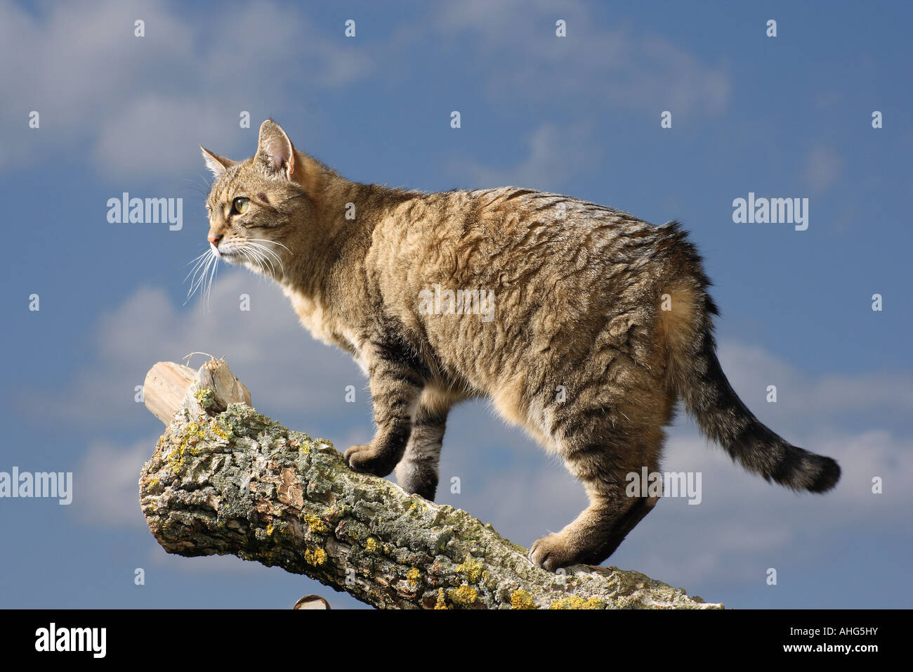 tabby domestic cat - standing on branch Stock Photo - Alamy
