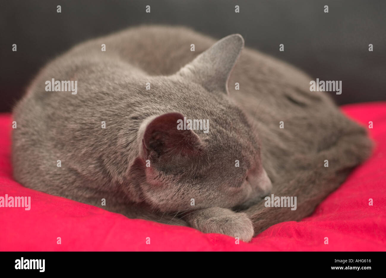 Russian blue cat Stock Photo