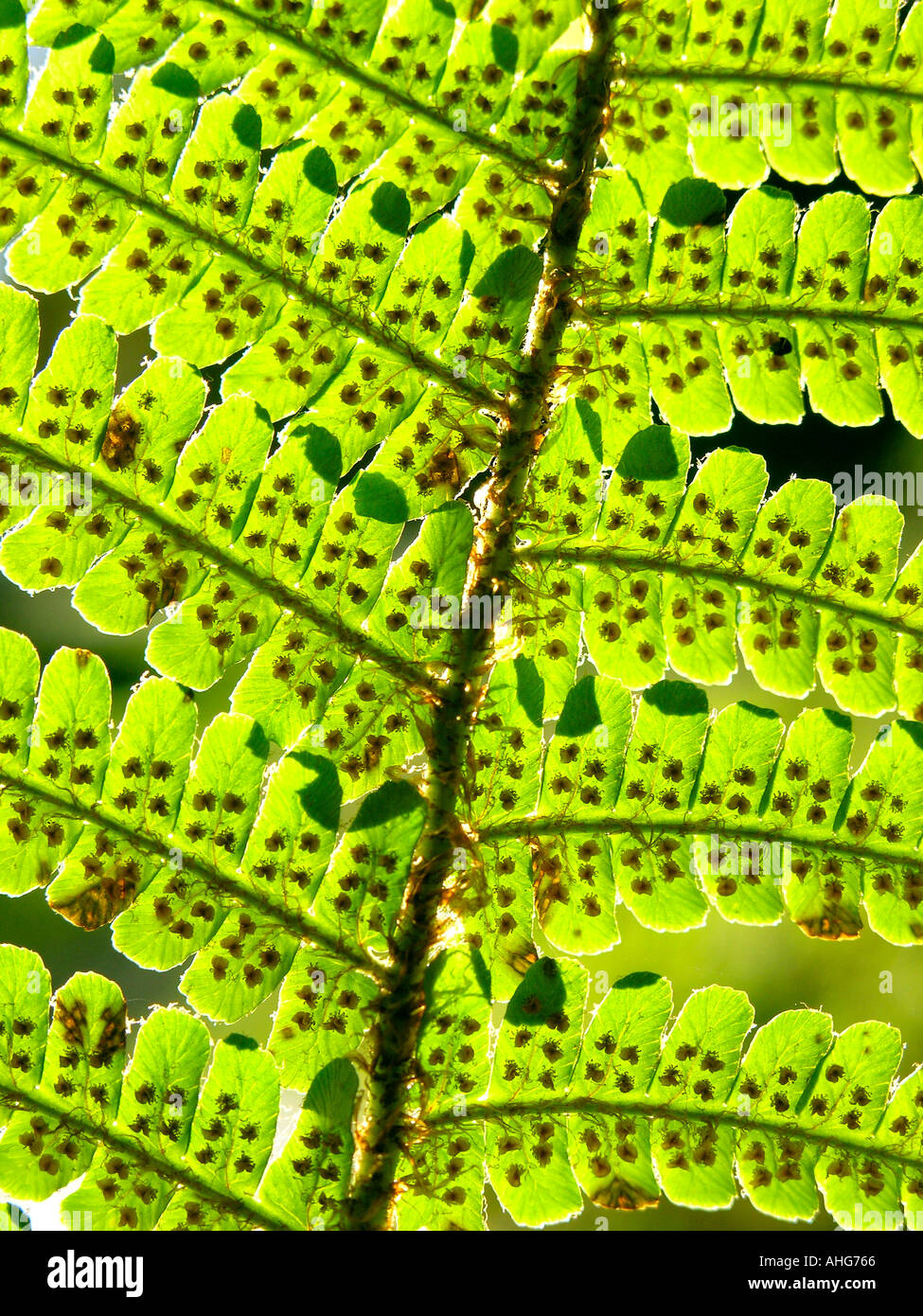 Forest fern leaf texture hi-res stock photography and images - Alamy
