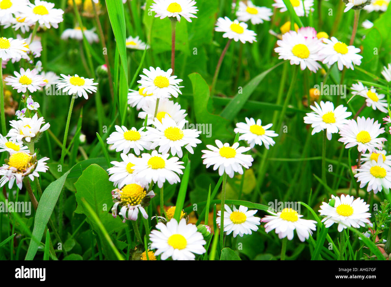 Beautiful spring green flowers hi-res stock photography and images - Alamy