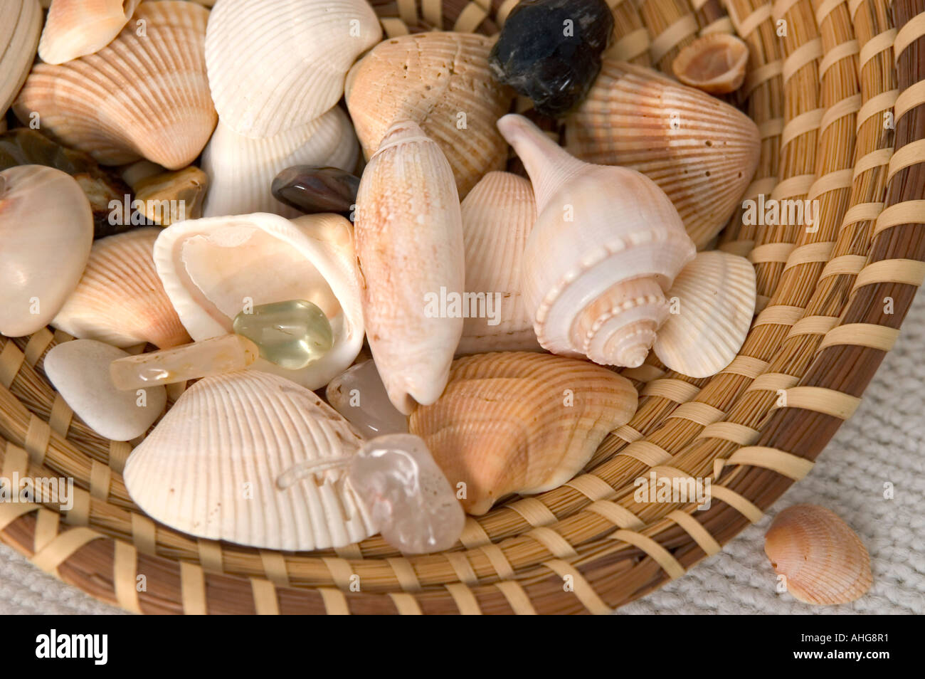 Closeup of seashell collection in pine needle basket from Atlantic Ocean USA Stock Photo